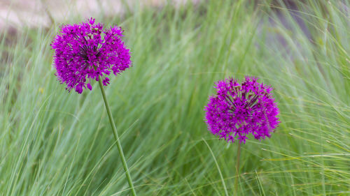 Close-up of purple crocus blooming on field