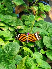 Butterfly perching on plant