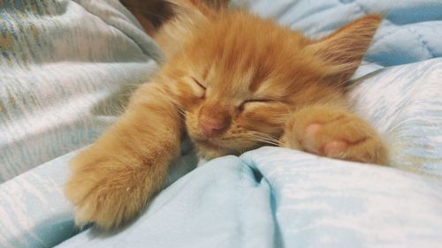 Close-up of ginger cat sleeping on bed at home