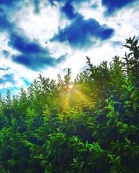 Scenic view of field against cloudy sky