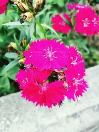 High angle view of bee on pink flower