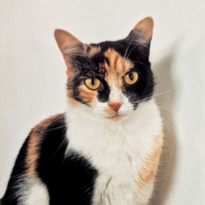 Close-up portrait of cat