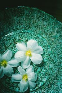 Close-up of white flowers