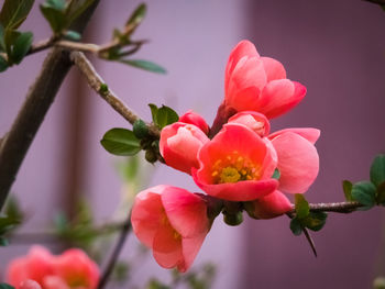 Close up of japanese quince, chaenomeles japonica fresh red flowers blooming.