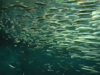 Fish swimming in sea