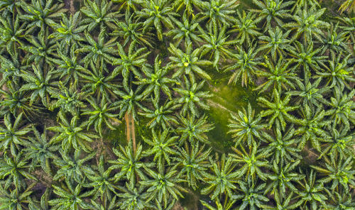 Directly above shot of cactus plants