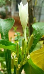 Close-up of white flowering plant