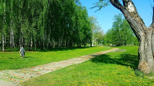 Trees growing on grassy field