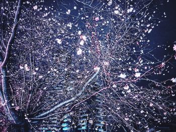 Low angle view of illuminated christmas tree at night