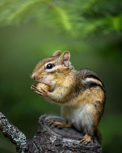 Close-up of squirrel on rock