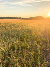 Scenic view of field against sky during sunset