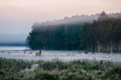 Cow grazing in field