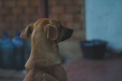 Close-up of dog