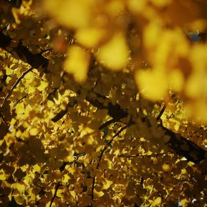 Full frame shot of yellow flowers