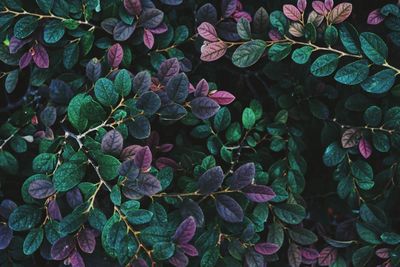 High angle view of pink flowering plant leaves