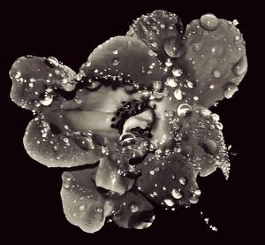 Close-up of water drops on flowers