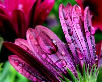 Close-up of wet pink flower