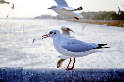 Seagull perching on a railing