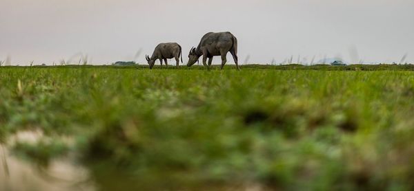 Cows grazing on grassy field against sky