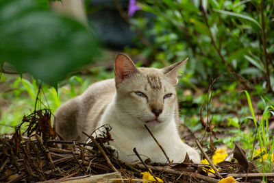 Portrait of a cat