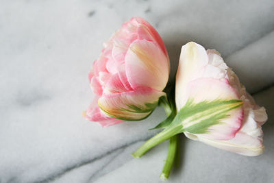 Close-up of pink tulip