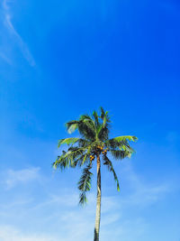 Low angle view of palm tree against blue sky