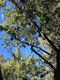 Low angle view of trees against clear sky