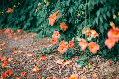 Close-up of orange flowering plants on field
