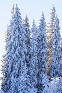 Close-up of pine tree