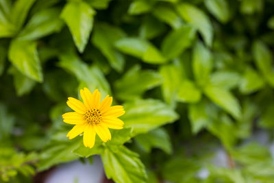 Close-up of yellow flowering plant