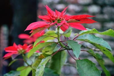 Close-up of red flowers blooming outdoors