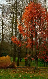 Trees in park