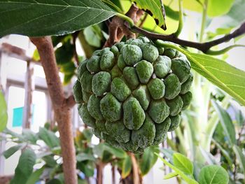 Low angle view of fruits on tree