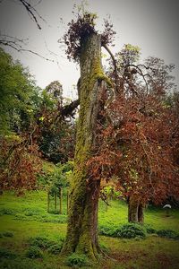 Low angle view of trees on field