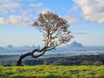 Tree on field against sky