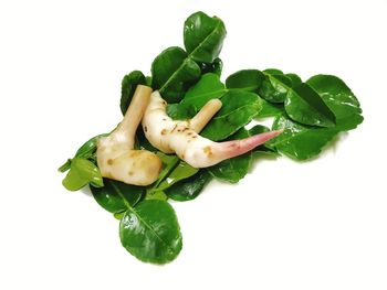 High angle view of vegetable over white background