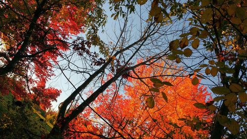 Low angle view of trees