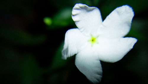 Close-up of white flower blooming outdoors