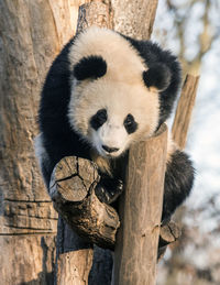 View of an animal on tree trunk