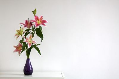 Close-up of flowers in vase against white background