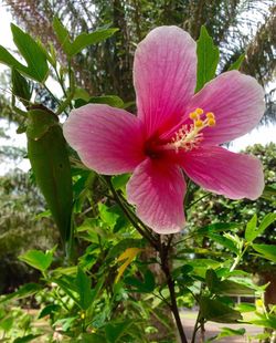 Close-up of pink hibiscus flower