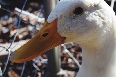 Close-up of swan