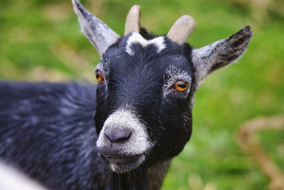 Close-up portrait of goat