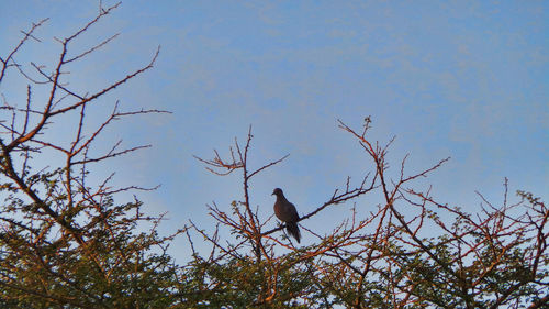 Low angle view of bird perching on branch against sky