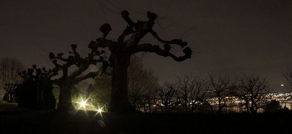 Silhouette trees against sky at night