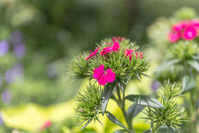 Close-up of pink flowers blooming outdoors