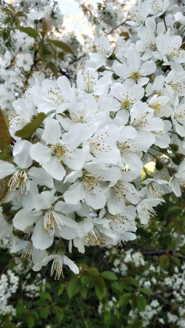 flower, white color, freshness, growth, fragility, beauty in nature, petal, nature, blossom, tree, blooming, flower head, branch, close-up, in bloom, focus on foreground, white, plant, day, springtime