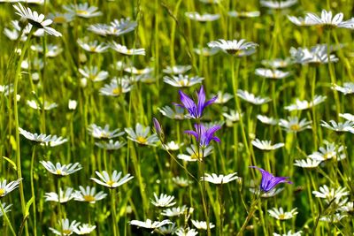 Close-up of purple flowering plants on field