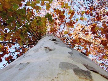 Low angle view of trees