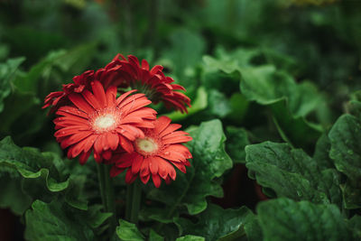 Close-up of red flowering plant